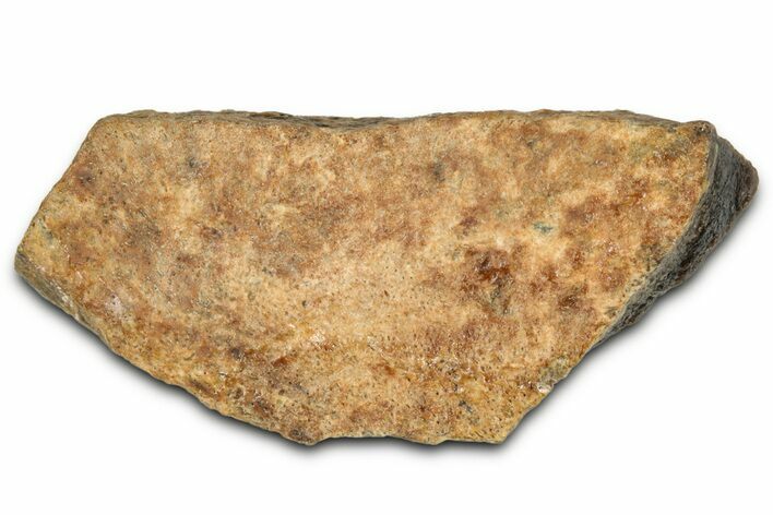 Fossil Tyrannosaur (T rex) Bone Section - Wyoming #352817